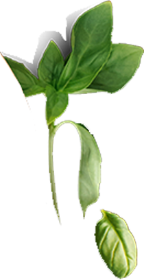 Rosa Pantern