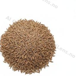 كمون