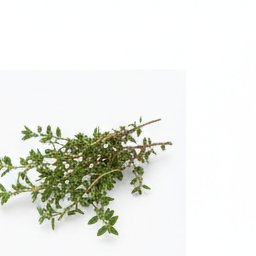 thyme