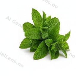 peppermint