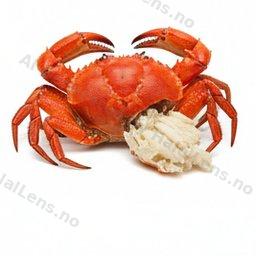 kepiting