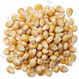 sušen