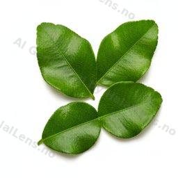 Kaffir lime leaves