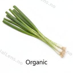 organic scallions