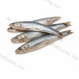 ikan teri