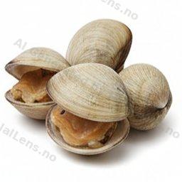 بلح البحر