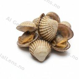 kerang